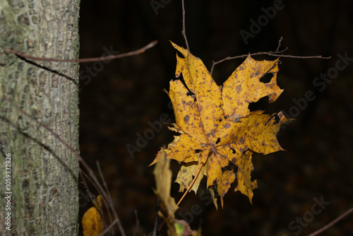  Autumn leaves, vivid, colorful background.. Golden autumn, fall in a Park in the city Gniezno, Poland.