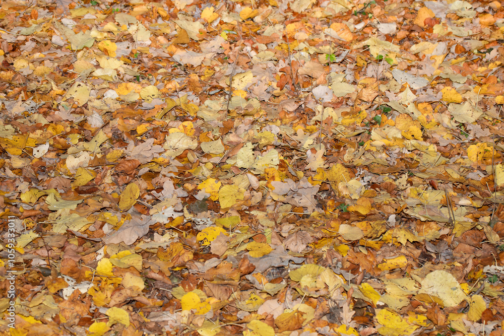 Autumn leaves, vivid, colorful background.. Golden autumn, fall in a Park in the city Gniezno, Poland. Autumn leaves, vivid, colorful background.. Golden autumn, fall in a Park in the city Gniezno, Poland.