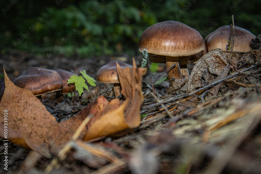 Small brown mushrooms in the fallen autumn leaves. Small brown mushrooms in the fallen autumn leaves.