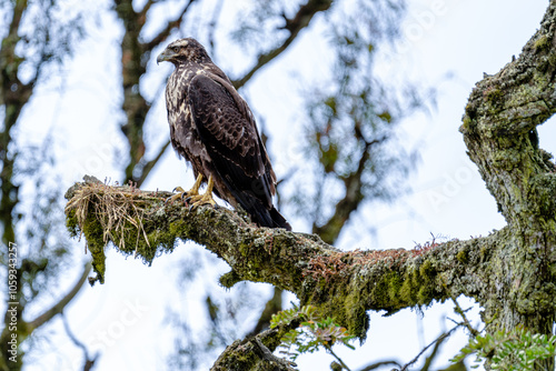 Aguila pecho negro juvenil