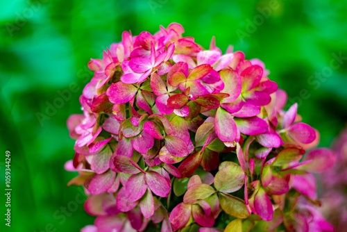 Close-up of a hydrangea cluster with shades of pink, red, and green petals, showcasing the intricate details and vibrant colors. The focus is sharp on the foreground blossoms, with a soft, blurred