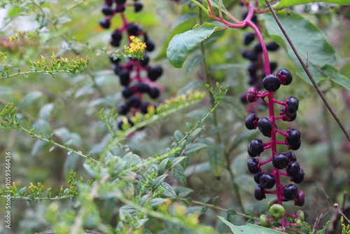 bunch of berries in the garden