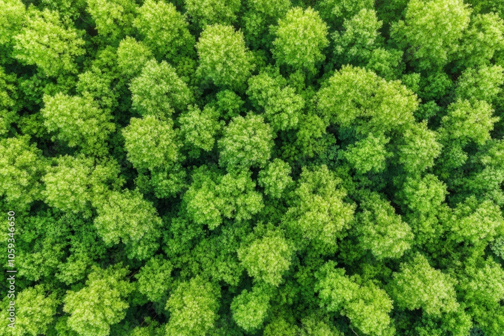 Naklejka premium Vibrant Forest Canopy Aerial View