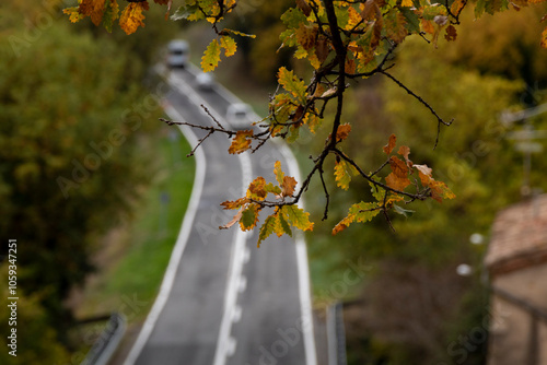 travel along a road with treesin autumn colors photo