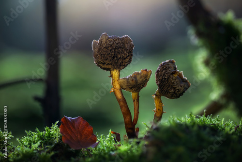 mushroom on a tree