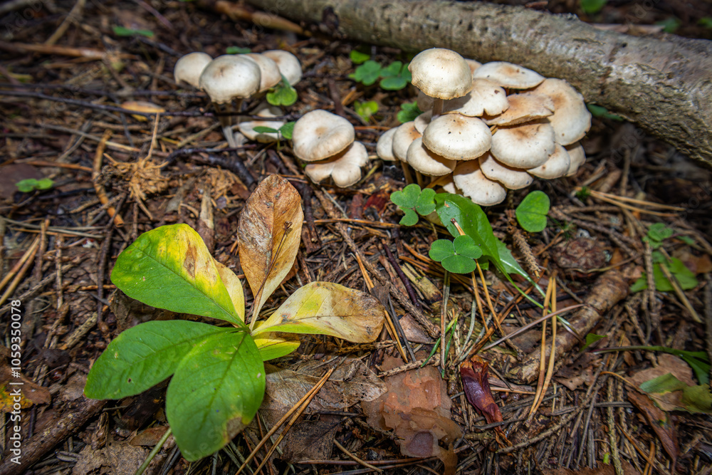 Small white mushrooms in the fallen autumn leaves. Small white mushrooms in the fallen autumn leaves.