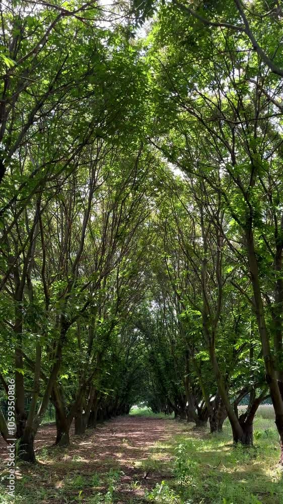 Walking through a shaded tunnel of trees reveals the beauty of summer in a forest setting, allowing for a close connection with nature in a peaceful and scenic environment Walking through a shaded tunnel of trees reveals the beauty of summer in a forest setting, allowing for a close connection with nature in a peaceful and scenic environment