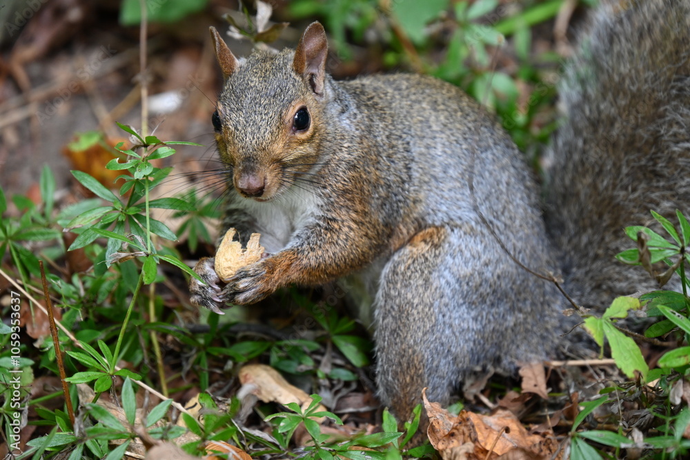 squirrel on the background of the landscape, squirrel on the background of the landscape,