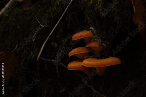colorful mushroom in the autumn forest