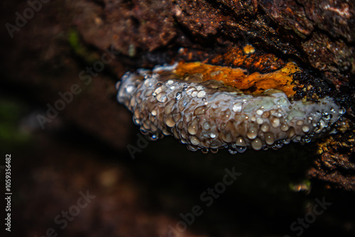 Fomitopsis pinicola. Pine polypore. The tinder fungus is bordered. Weeping mushroom. photo