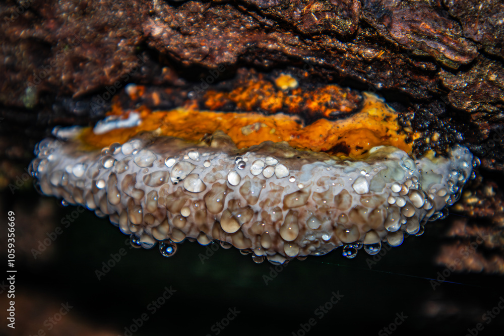 Fomitopsis pinicola. Pine polypore. The tinder fungus is bordered. Weeping mushroom. Fomitopsis pinicola. Pine polypore. The tinder fungus is bordered. Weeping mushroom.