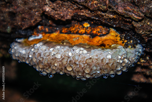 Fomitopsis pinicola. Pine polypore. The tinder fungus is bordered. Weeping mushroom. photo