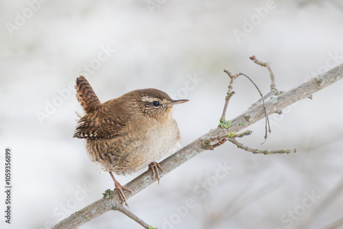 Eurasian Wren (Troglodytes troglodytes) on branch in winter