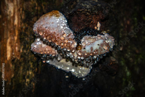 Fomitopsis pinicola. Pine polypore. The tinder fungus is bordered. Weeping mushroom. photo