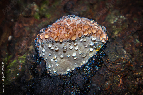 Fomitopsis pinicola. Pine polypore. The tinder fungus is bordered. Weeping mushroom.