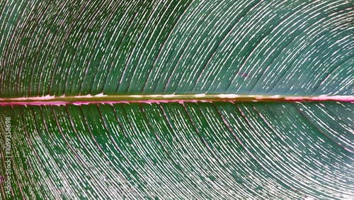 Close-up of a green leaf showcasing detailed vein patterns and texture photo