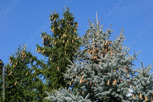 Trees with cones and needles with blue sky in the background