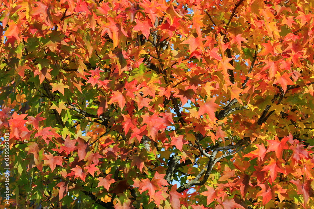 Japanese maple, palmate, autumn tree with yellow, red, orange, leaves, autumn landscape. Japanese maple in leaf fall. wallpaper Japanese maple, palmate, autumn tree with yellow, red, orange, leaves, autumn landscape. Japanese maple in leaf fall. wallpaper