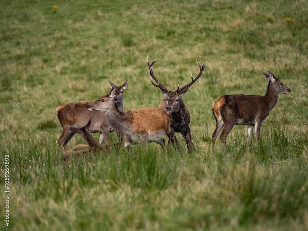 The deer rut Travelling around the NC500 route in the North Coast of Scotland The deer rut Travelling around the NC500 route in the North Coast of Scotland