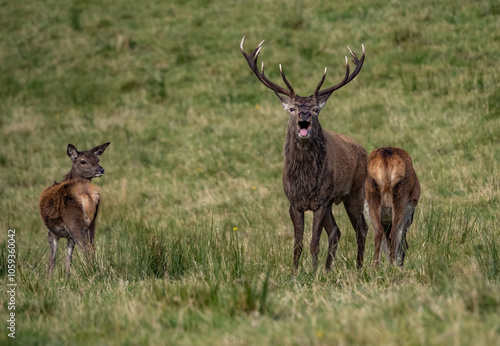 The deer rut Travelling around the NC500 route in the North Coast of Scotland photo