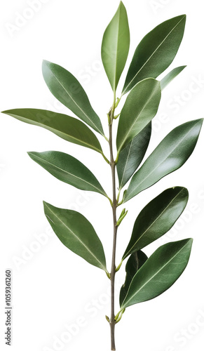 Green branch with leaves on transparent background, nature concept