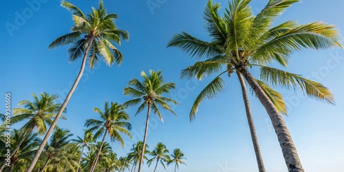 Isolated Coconut Palm Trees Against a Clear Blue Sky for Tropical Paradise Vibes