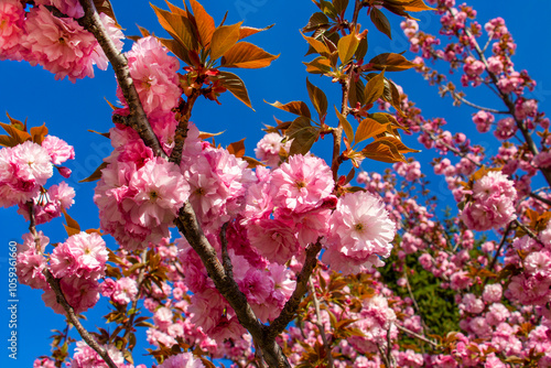 Prunus serrulata or Japanese cherry pink April blossoms partial view, selective focus, blurred background