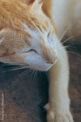 A close-up of a ginger cat sleeping peacefully with soft lighting, showing an autumn mood aesthetic