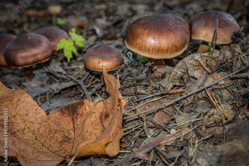 Small brown mushrooms in the fallen autumn leaves.