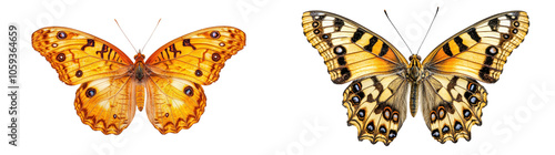 Vibrant Butterfly with Open Wings on White Background