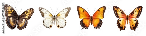 Butterfly with Open Wings Isolated on White Background