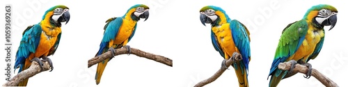 Colorful Parrot Perched on a Branch Isolated Background
