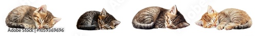 Adorable Sleeping Kittens Curled Up on White Background
