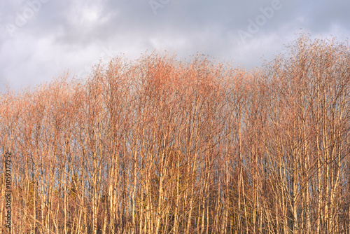 Young alder trees.