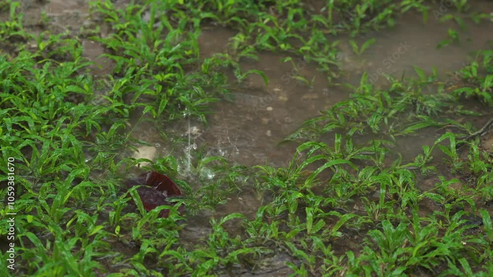 Rainwater Splashing on Grass and Mud, Capturing the Freshness of a Rainy Day. Rainwater Splashing on Grass and Mud, Capturing the Freshness of a Rainy Day.