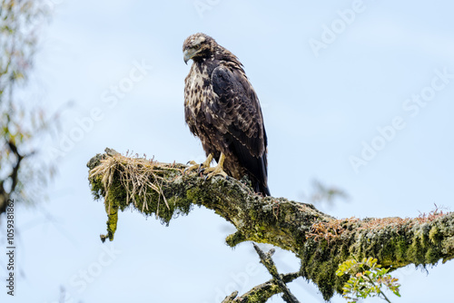 Aguila Pecho Negro joven
