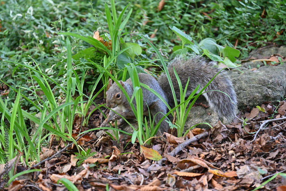 squirrel on the background of the landscape, squirrel on the background of the landscape,