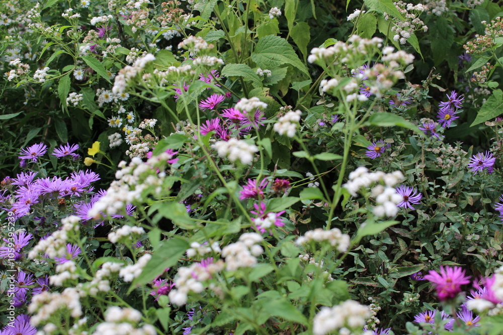 Obraz premium flowers in the garden
