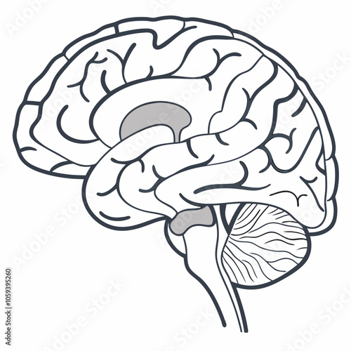 A detailed anatomical illustration of the human brain, showcasing its intricate structure and lobes. Perfect for educational purposes, medical publications, or scientific presentations.
