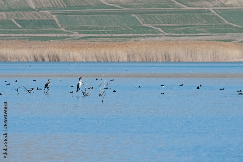 Birds perched on dry tree branches in the wetland and swimming in the lake. Great Cormorant, Eurasian Coot. Birds perched on dry tree branches in the wetland and swimming in the lake. Great Cormorant, Eurasian Coot.
