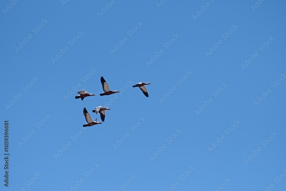 Fototapeta premium A group of ducks flying in the blue sky. Ruddy Shelduck, Tadorna ferruginea.