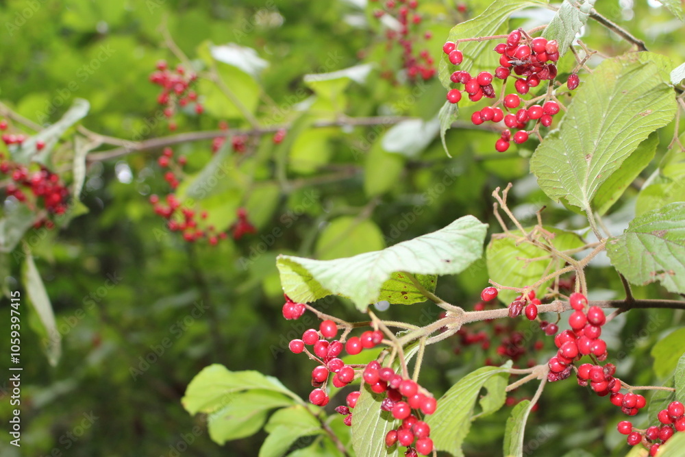 Obraz premium red currant bush