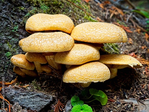 Cluster of Gymnopilus mushrooms in Idaho. photo