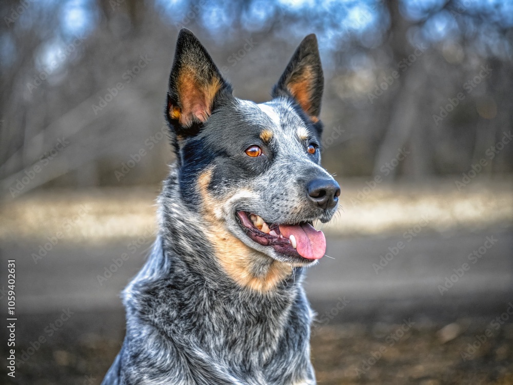 Portrait of Blue Heeler in Long Exposure with Copy Space for Dog Lovers and Pet Enthusiasts Portrait of Blue Heeler in Long Exposure with Copy Space for Dog Lovers and Pet Enthusiasts