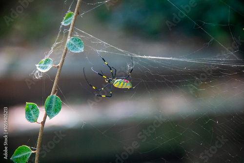 Joro Spider Forming a Web 02