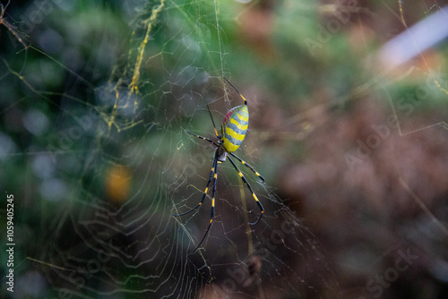 Joro Spider