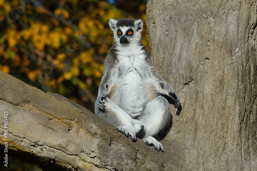 lemur sitting on a tree and basking in the sun in autumn