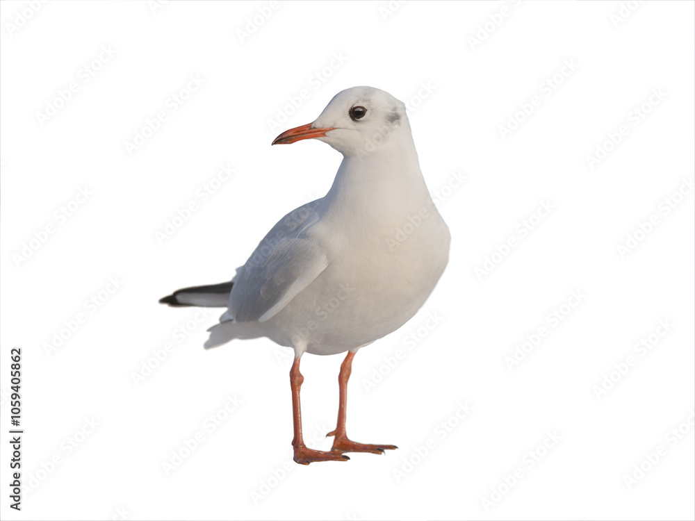 Fototapeta premium Slender billed Gull isolated on white background