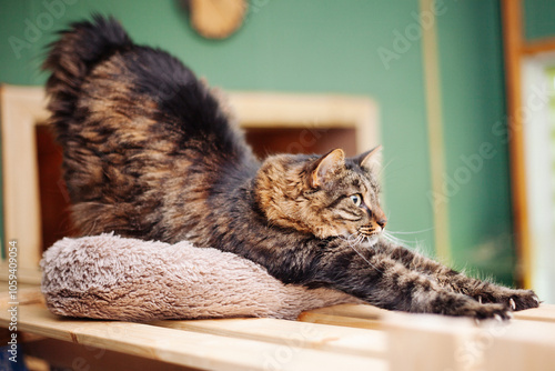 A cat stretches in the interior of the house