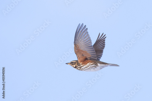 Foto Redwing (Turdus iliacus) in flight against blue sky